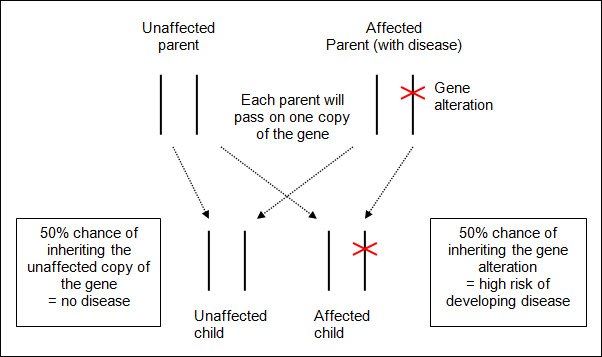 The Role of Genetics in Inherited Heart Conditions