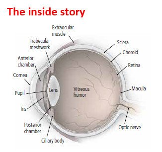 The Science Behind Eye Flashes: Causes and Prevention