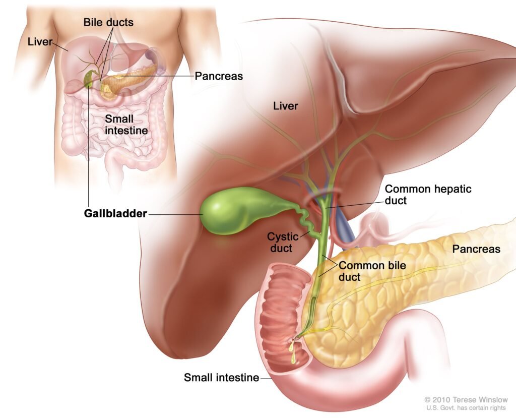 Treatment Options for Gallbladder Cancer Treatment Options for Gallbladder Cancer