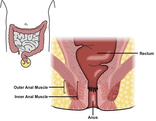 Understanding Anal Cancer