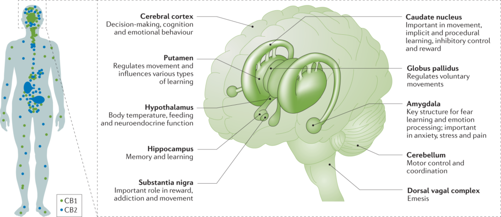 Understanding and Addressing Cannabis Dependency