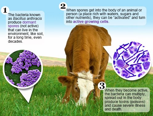 Understanding Anthrax: Symptoms and Treatment