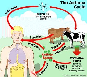 Understanding Anthrax: Symptoms and Treatment