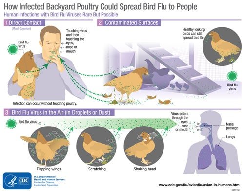 Understanding Bird Flu: Symptoms and Prevention