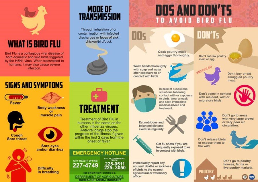 Understanding Bird Flu: Symptoms and Prevention