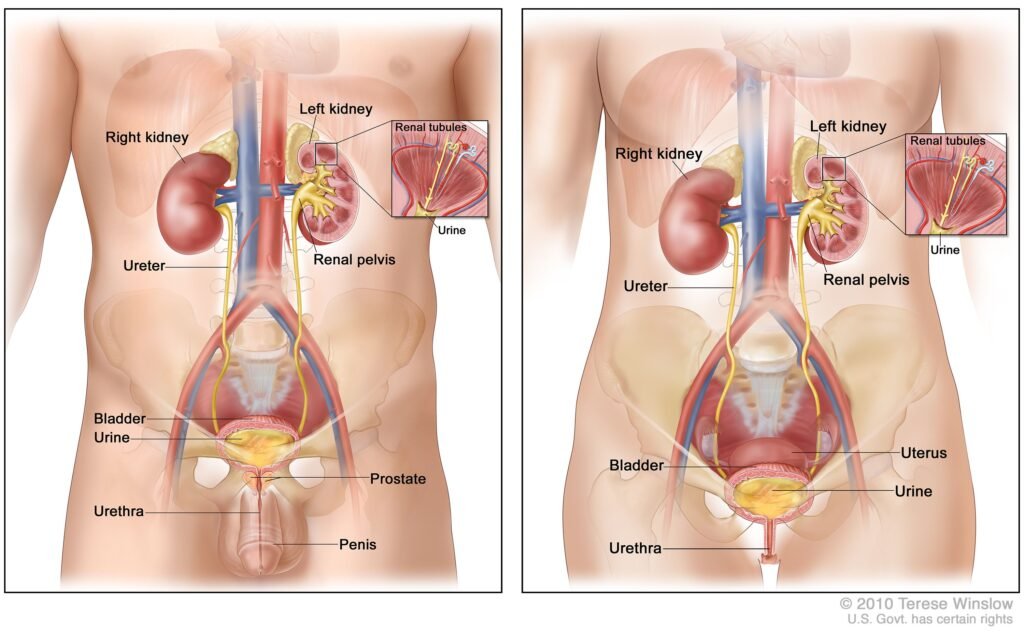Understanding Bladder Cancer
