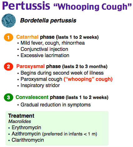 Understanding Bordetella Pertussis: Causes, Symptoms, and Treatment