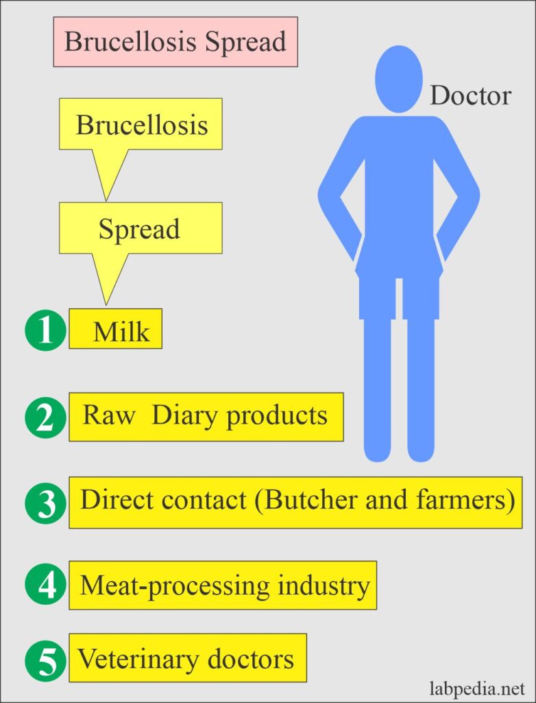 Understanding Brucellosis: Symptoms, Diagnosis, and Treatment
