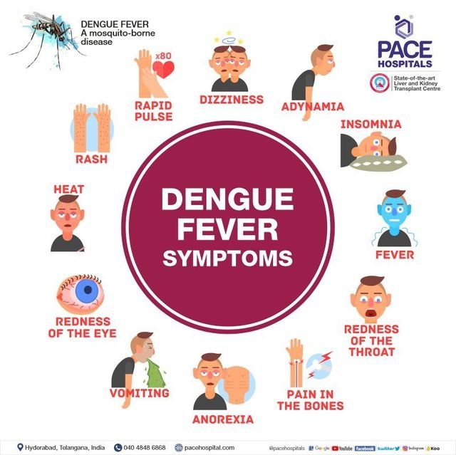 Understanding Dengue: Symptoms, Causes, and Prevention