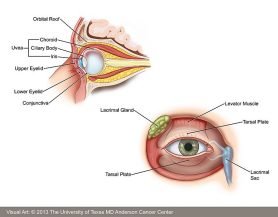 Understanding Eye Cancer: Causes, Symptoms, and Treatments