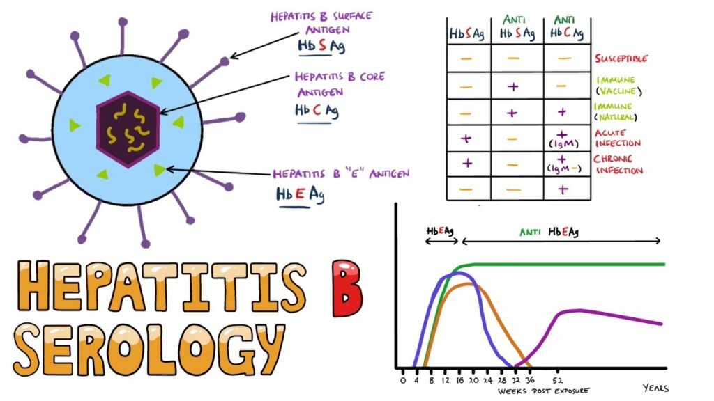 Understanding Hepatitis B