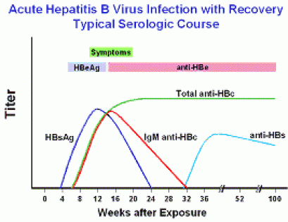 Understanding Hepatitis B