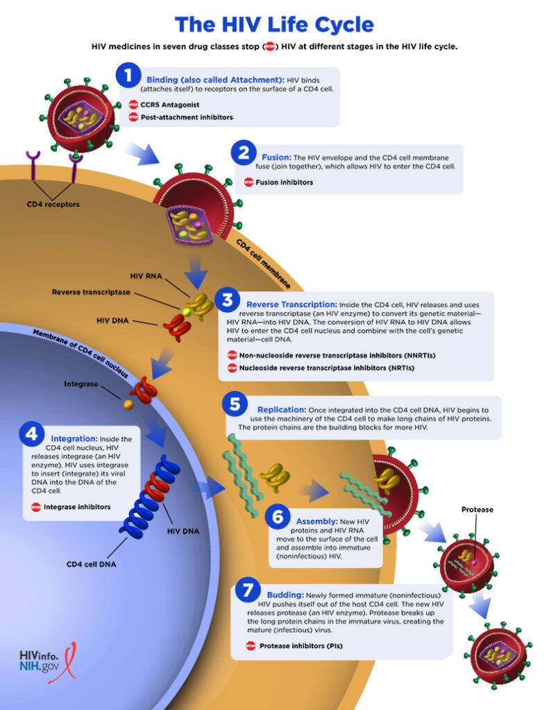 Understanding HIV Infection