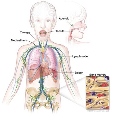 Understanding Hodgkin Lymphoma in Teenagers and Young Adults