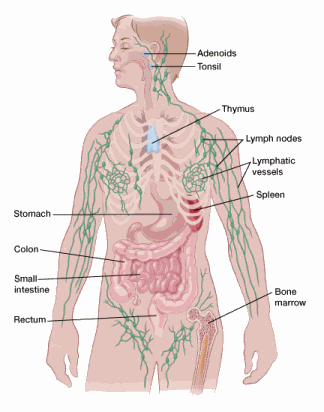 Understanding Hodgkin Lymphoma