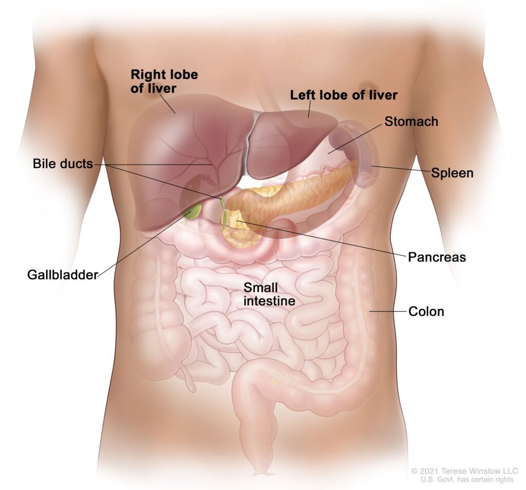 Understanding Liver Cancer