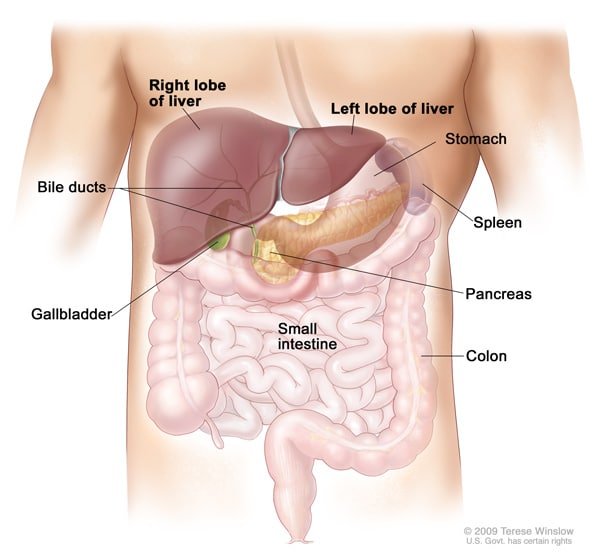 Understanding Liver Cancer