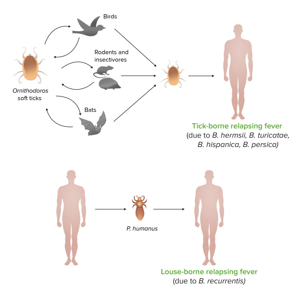 Understanding Louse Borne Relapsing Fever: Causes and Symptoms