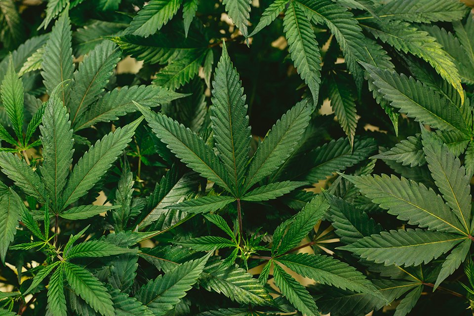 Understanding Marijuana Addiction