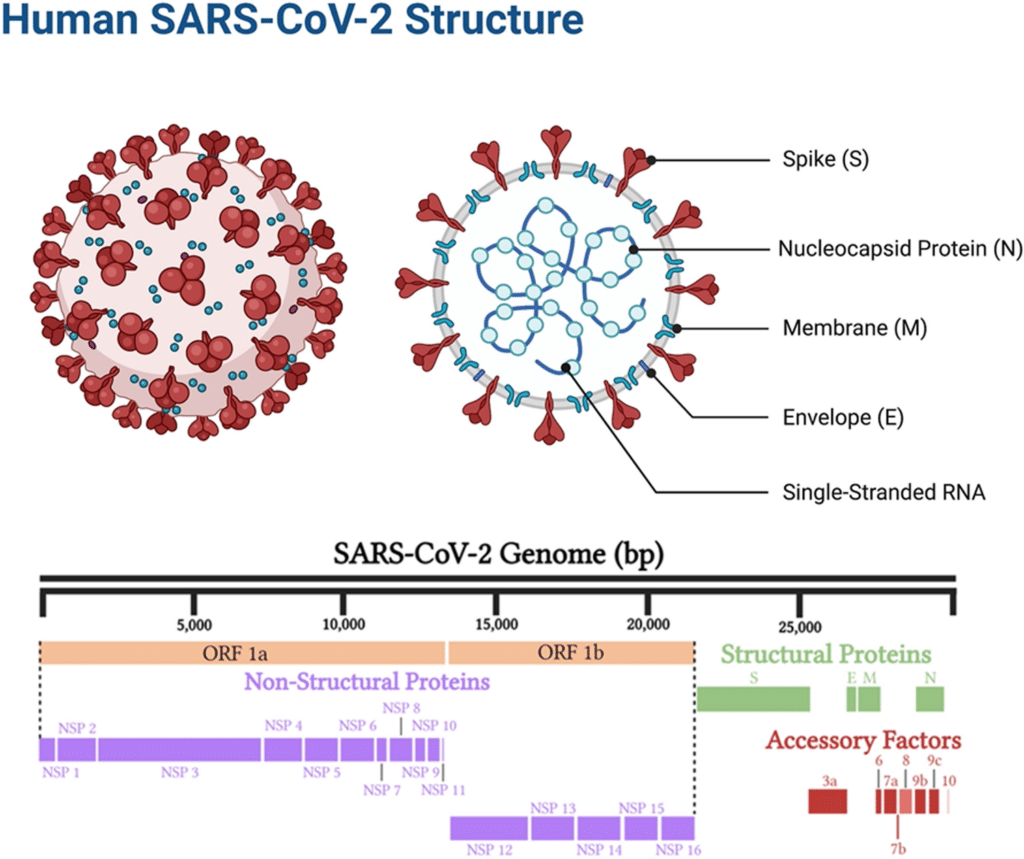 Understanding MERS-CoV: A Comprehensive Overview