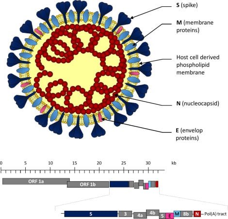 Understanding MERS-CoV: A Comprehensive Overview