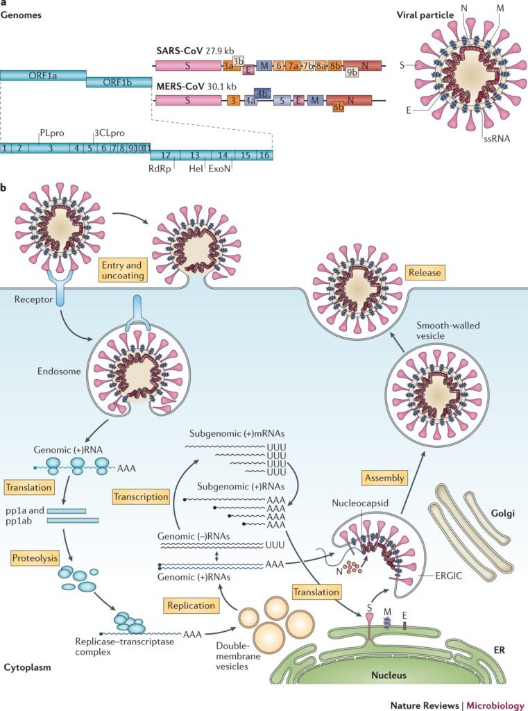Understanding MERS-CoV: A Comprehensive Overview