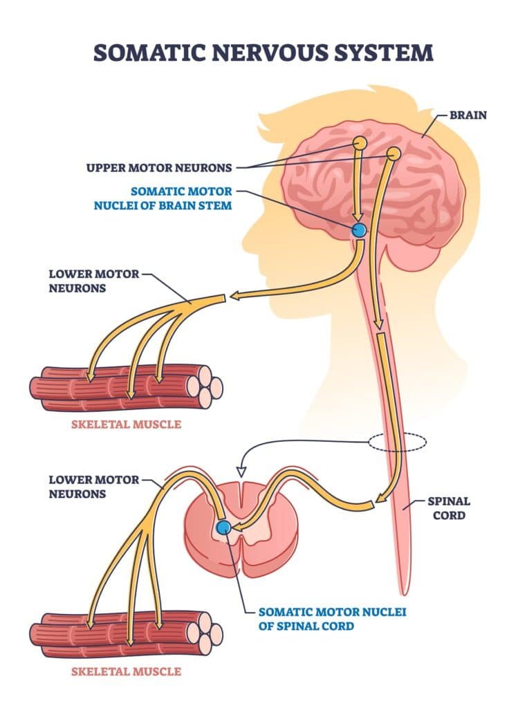 Understanding Motor Neurone Disease: Causes, Symptoms, and Treatment Options