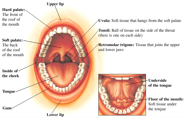 Understanding Mouth Cancer