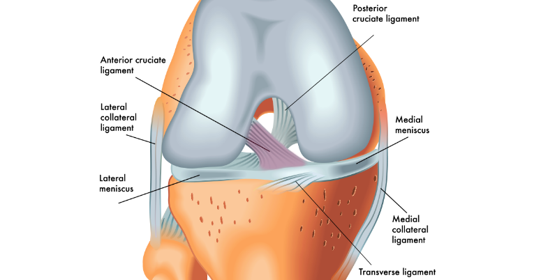 Understanding the Anatomy of the Anterior Cruciate Ligament (ACL)