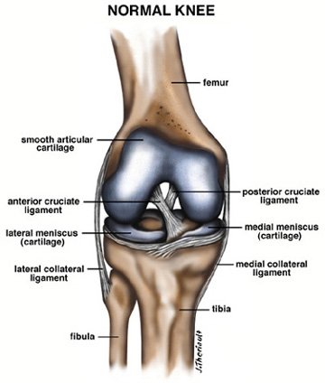 Understanding the Anatomy of the Anterior Cruciate Ligament (ACL)