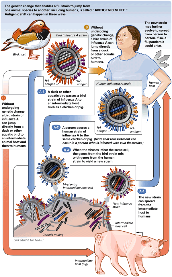Understanding the Influenza Virus and Its Effects on Humans