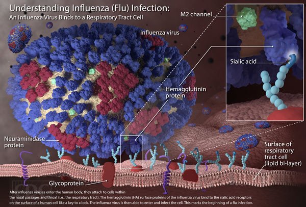 Understanding the Influenza Virus and Its Effects on Humans