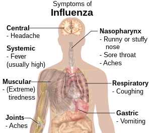 Understanding the Influenza Virus and Its Effects on Humans