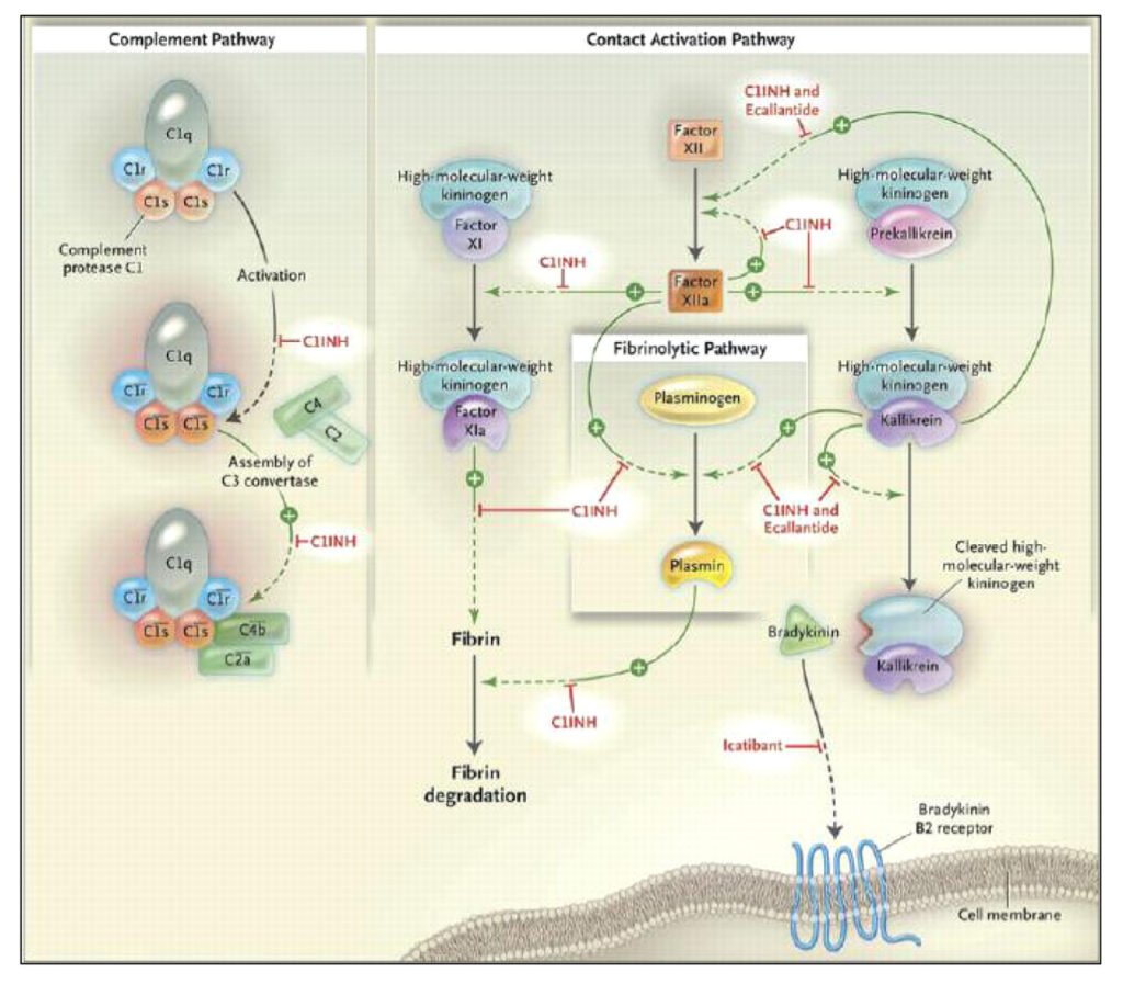 Unraveling the Complexities of Angioedema: A Comprehensive Guide