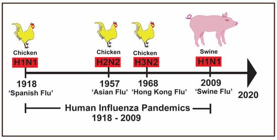 Unraveling the Link: Influenza in Humans and Its Swine Origin