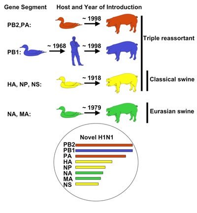 Unraveling the Link: Influenza in Humans and Its Swine Origin