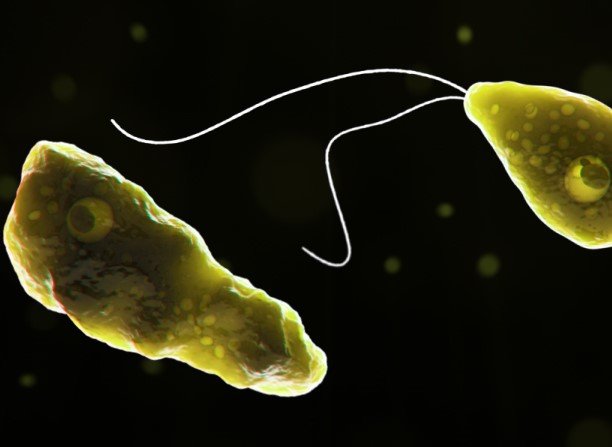 Unraveling the Mystery of Brain-Eating Amoeba
