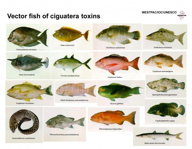 What You Need to Know About Ciguatera Fish Poisoning