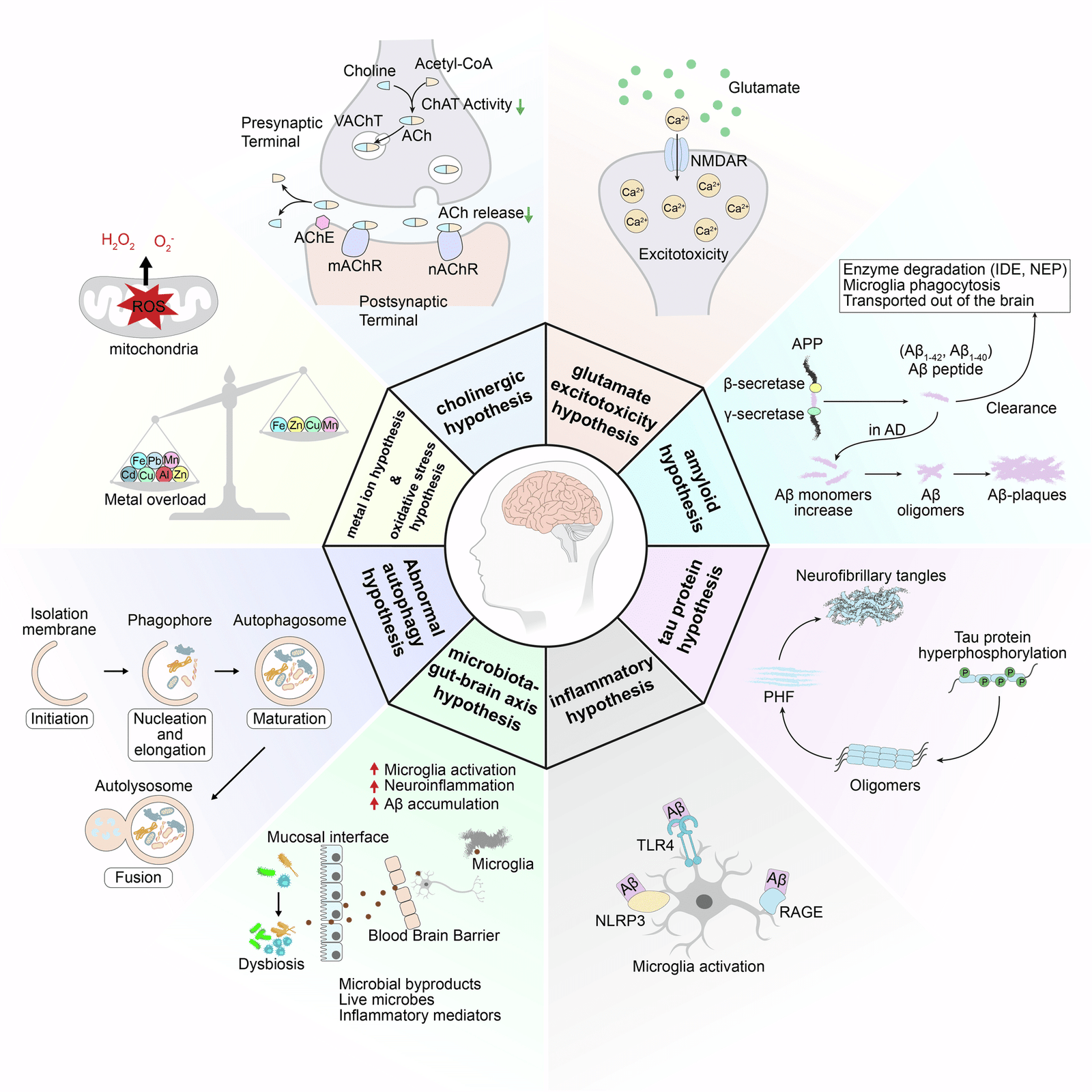 Is There A Cure For Dementia? Exploring Current Research